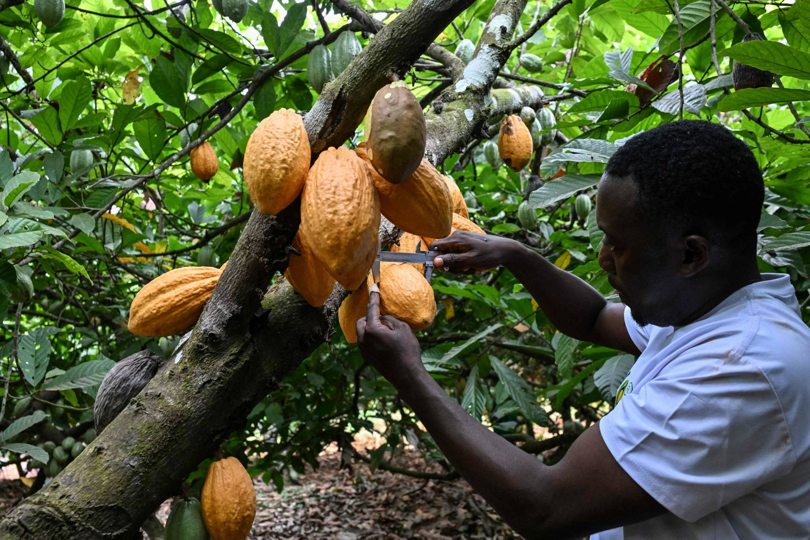 World's top cocoa producer aims for a climate-tough bean