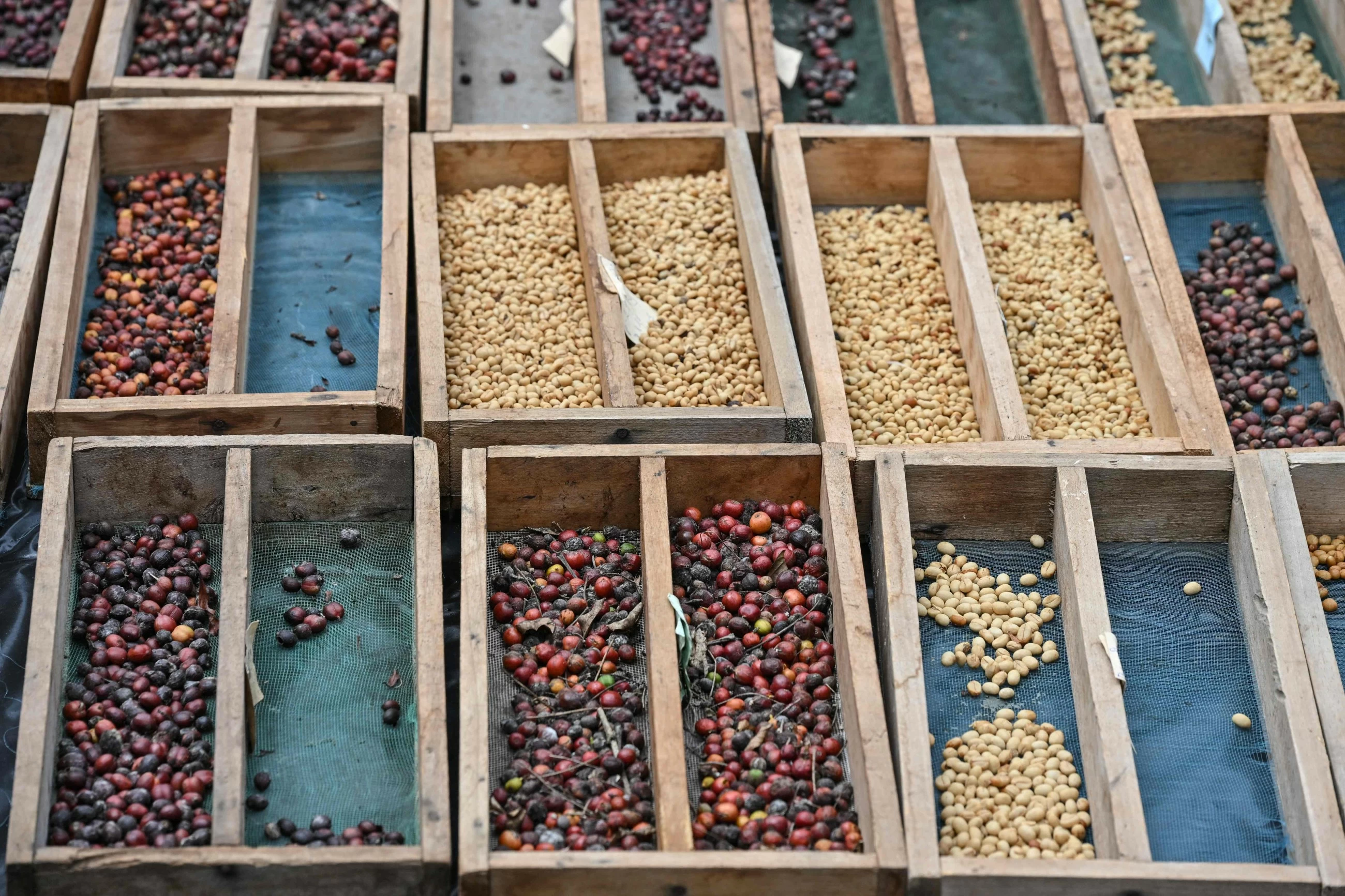 World's top cocoa producer aims for a climate-tough bean