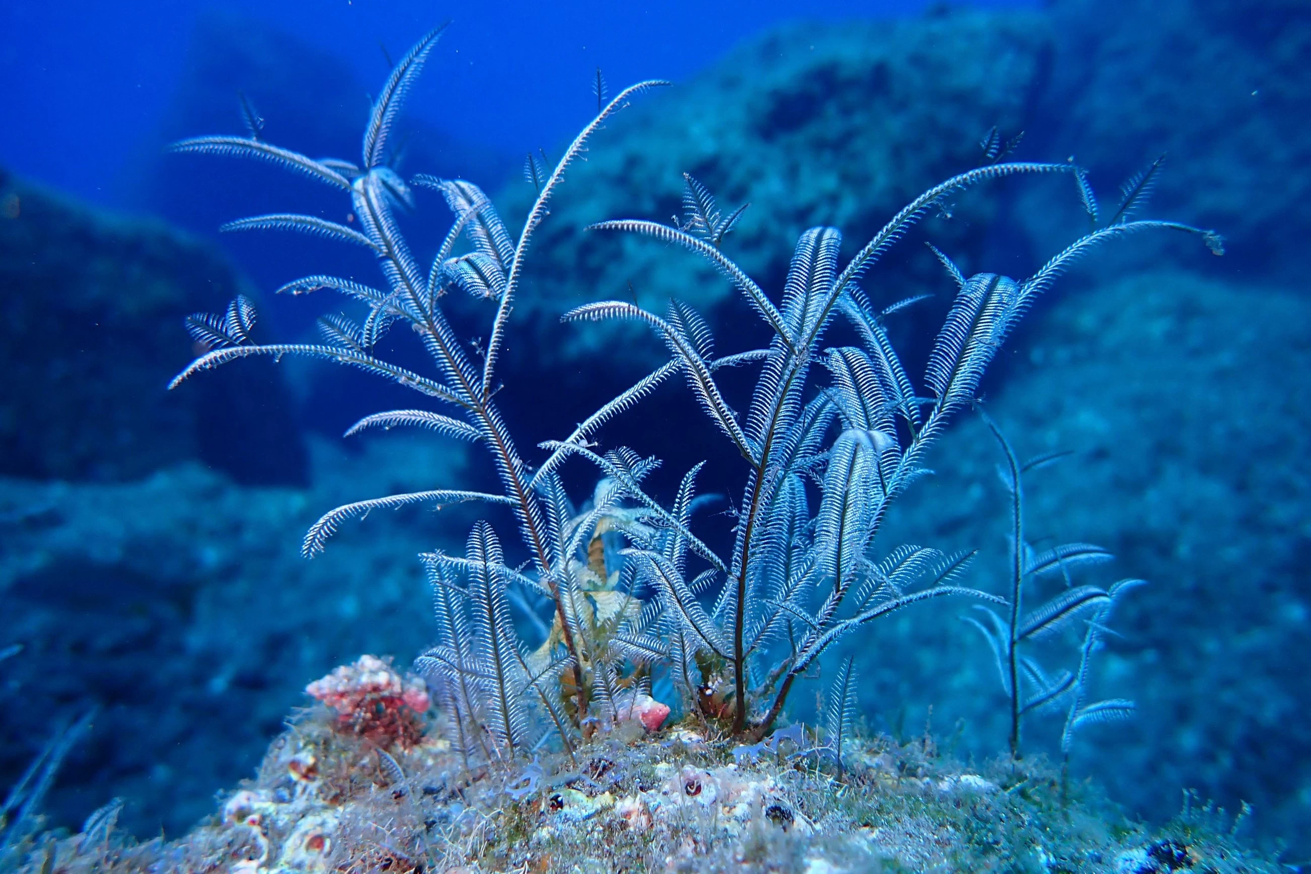 Why is landmark UN biodiversity fund nearly empty?
