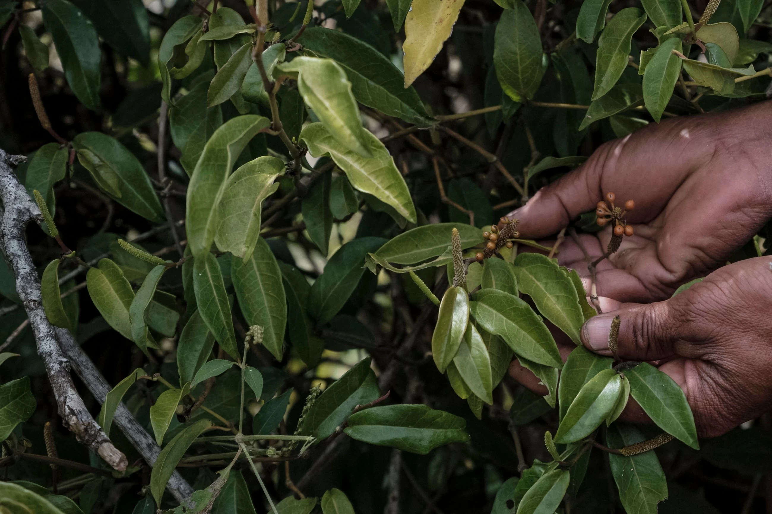 Prized wild pepper at risk in Madagascar's shrinking forests