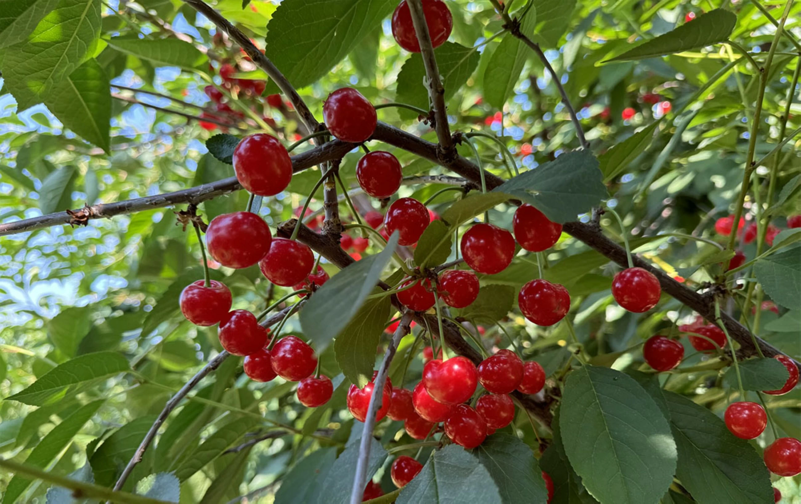 South African cherries look East as US ties sour