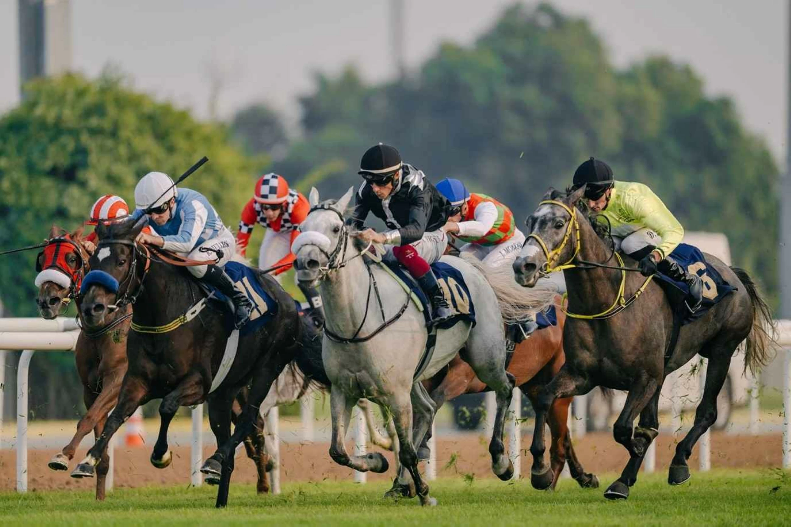 UAE racing season opens as Abu Dhabi marks 50 years of equestrian heritage
